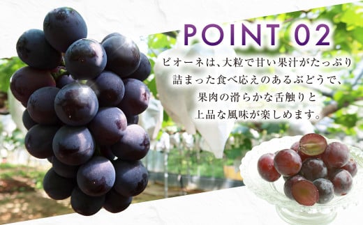 ニューピオーネ 2kg 早採れ（ハウス栽培） ぶどう 葡萄 フルーツ 果物 岡山県 岡山県産 2026年 先行予約 【2026年7月上旬-7月下旬発送予定】
