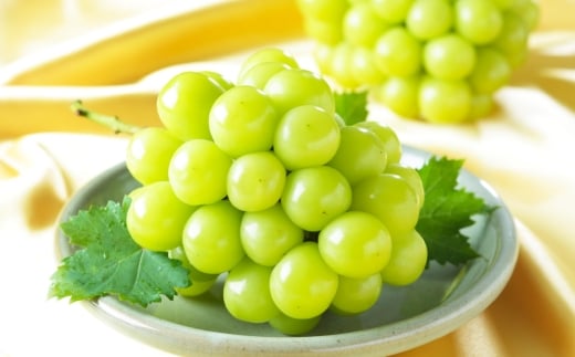 岡山県産 シャインマスカット 晴王 ・ ニューピオーネ 2Lサイズ  計約1kg 詰合せ ぶどう ブドウ 葡萄 くだもの 果物 果実 フルーツ 国産 マスカット 【 2026年6月下旬～7月下旬発送予定 】