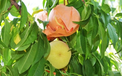 【 ご 家庭用 】 岡山 白桃 2種 2玉 500g  【 2026年7月上旬から9月上旬頃発送予定 】 ／ 果物 くだもの フルーツ もも 桃 甘い 香り 柔らかい ジューシー 美味しい 岡山県 美咲町