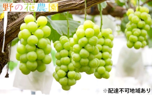 岡山県産 桃太郎ぶどう 1房 （ 680g以上 ） 露地栽培 食感 果物 くだもの 果実 フルーツ 葡萄 ぶどう ブドウ 国産 皮ごと 甘味 皮薄 【 2026年9月上旬～10月下旬発送予定 】