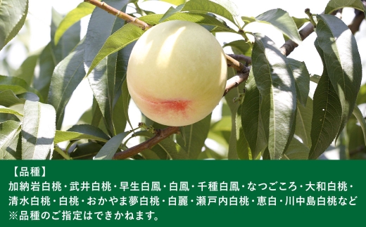 岡山白桃 （ 中世 ） 7玉 （ 1玉 260g以上 ） 白桃 食感 くだもの 果物 果実 国産 岡山県産 果汁 果肉 フルーツ もも モモ 桃 果皮 糖度 有袋栽培 【 2026年7月上旬～8月下旬発送予定 】