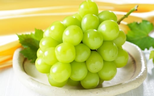 ご家庭用 岡山県産 シャインマスカット 晴王 約1.5kg （ 3房～6房 ） ぶどう ブドウ 葡萄 マスカット 果物 くだもの フルーツ 国産 【 2026年8月下旬～11月下旬発送予定 】