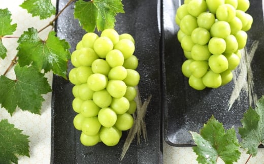 岡山県産 シャインマスカット 晴王 約5kg （ 5房～10房 ） ぶどう ブドウ 葡萄 マスカット 果物 くだもの フルーツ 国産 【 2026年8月下旬～11月下旬発送予定 】