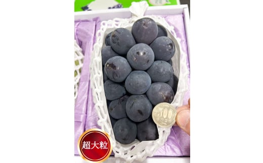 ぼっけえ大粒 ニューピオーネ 1房 （800g以上） 化粧箱入り 【2026年9月上旬～10月上旬迄発送予定／ 葡萄 ぶどう 果物 果実 フルーツ 種なし 大粒 岡山県 美咲町 冷蔵