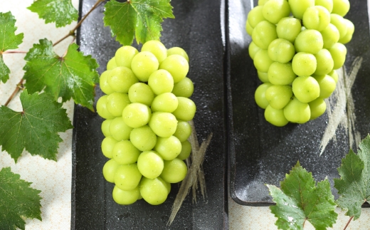 岡山県産 シャインマスカット 晴王 約2kg （ 3房～6房 ） ぶどう ブドウ 葡萄 くだもの 果物 果実 フルーツ 国産 マスカット 【 2026年7月上旬～8月下旬発送予定 】