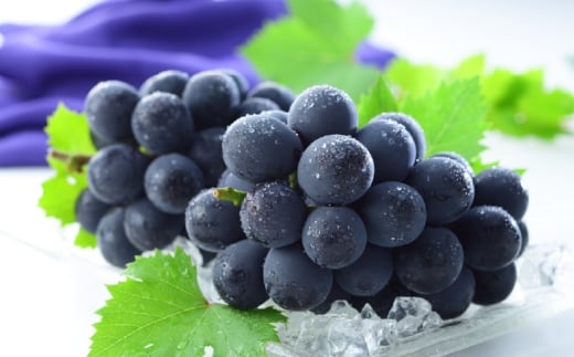 岡山県産 シャインマスカット 「 晴王 」 と ニューピオーネ Lサイズ 計約800g ぶどう ブドウ 葡萄 くだもの 果物 果実 フルーツ 国産 マスカット 【 2026年8月下旬～9月下旬発送予定 】