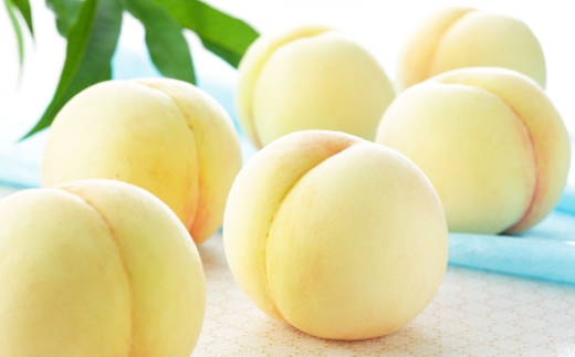 岡山白桃 ロイヤル 3玉×約250g （ 2Lサイズ ） 岡山県産 白桃 桃 もも モモ くだもの 果物 果実 フルーツ 国産 ギフト 贈り物 【 2026年7月上旬～8月下旬発送予定 】
