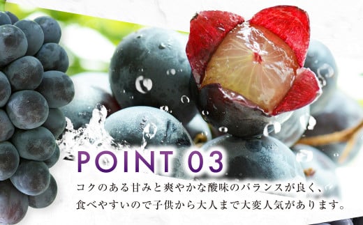 ニューピオーネ 2kg 早採れ（ハウス栽培） ぶどう 葡萄 フルーツ 果物 岡山県 岡山県産 2026年 先行予約 【2026年7月上旬-7月下旬発送予定】