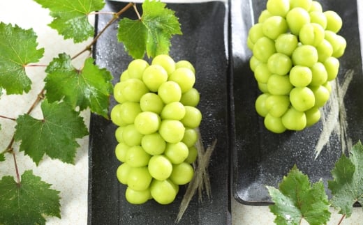 ご家庭用 岡山県産 シャインマスカット 晴王 約800g （ 400g×2房 ） ぶどう ブドウ 葡萄 マスカット 果物 くだもの フルーツ 国産 【 2026年8月下旬～11月下旬発送予定 】