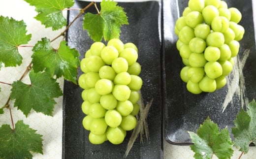 ご家庭用 岡山県産 シャインマスカット 晴王 約2kg （ 3房～6房 ） ぶどう ブドウ 葡萄 マスカット 果物 くだもの フルーツ 国産 【 2026年8月下旬～11月下旬発送予定 】